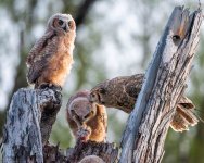 OwlEating-760.jpg