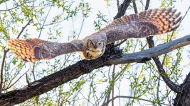 OwlFlight-760.jpg