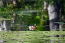 _DAB0891-topaz-denoiseraw-sharpen.jpg