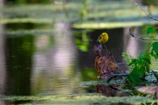 _DAB0988-topaz-denoiseraw-sharpen.jpg