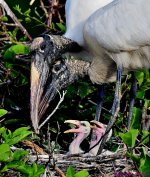 DSC_5156_001.JPG