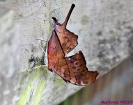 DSC_5185_stitch4_001.JPG