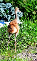 DSC_5213_001.JPG