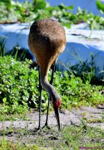 DSC_5238_001.JPG
