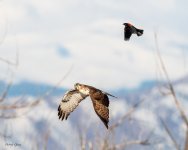 HawkRWBB-761.jpg