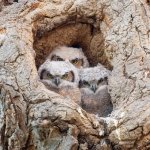 OwlsThreeBabies-761.jpg