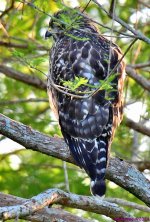 DSC_5242_001.JPG