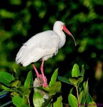DSC_5247_001.JPG