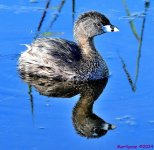 DSC_5282_001.JPG