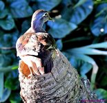 DSC_5287_001.JPG