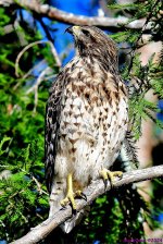 DSC_5386_001.JPG