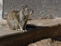 Squirrel2.jpg