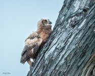 OwlBranching-761.jpg