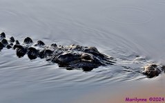 DSC_5513_stitch5_001.JPG