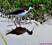DSC_5537_001.JPG