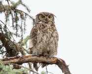 OwlWet-762.jpg