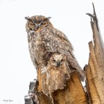 OwlWet-763.jpg