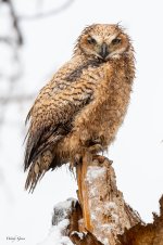 OwlWet-766.jpg
