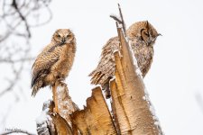 OwlWet-767.jpg
