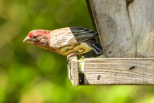 Bird Red Head.jpg