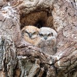 OwlsDarkLight-768.jpg