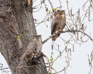 OwlsPair-768.jpg