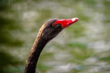 _DAB1365-topaz-denoiseraw.jpg