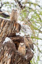 OwlsBranching-768.jpg