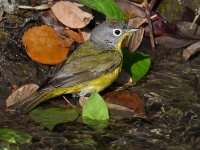 NashvilleWarbler4.jpg