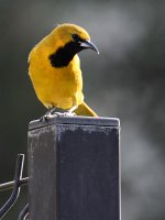 Oriole.jpg