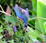 DSC_5611_001.JPG