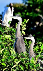 DSC_5686_001.JPG
