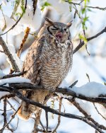 OwlPerched-769.jpg