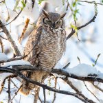 OwlPerched-770.jpg