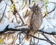 OwlPerched-771.jpg
