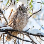 OwlPerched-772.jpg