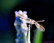 DSC_5728_001.JPG