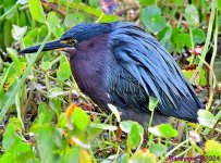 DSC_5987_001.JPG