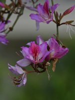 OrchidTree3.jpg