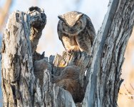 OwlMomFlopp-775.jpg