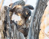 OwlMomFlopp-776.jpg