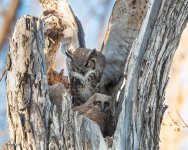 OwlMomFlopp-777.jpg