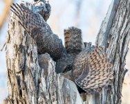 OwlMomFlopp-778.jpg
