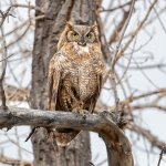 OwlPerched-780.jpg