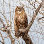 OwlPerched-781.jpg