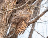 OwlPerched-782.jpg
