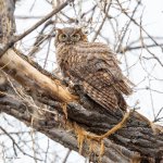 OwlPerched-783.jpg