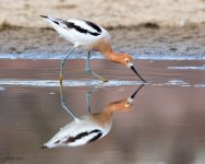 AvocetReflection-772.jpg