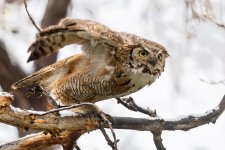 OwlTakeoff-783.jpg