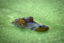 _DAB1884-topaz-denoiseraw-sharpen-2.jpg